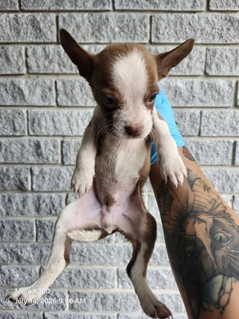 A baby small-sized male American Staffordshire Terrier dog named Ecuador for adoption in San Antonio, TX