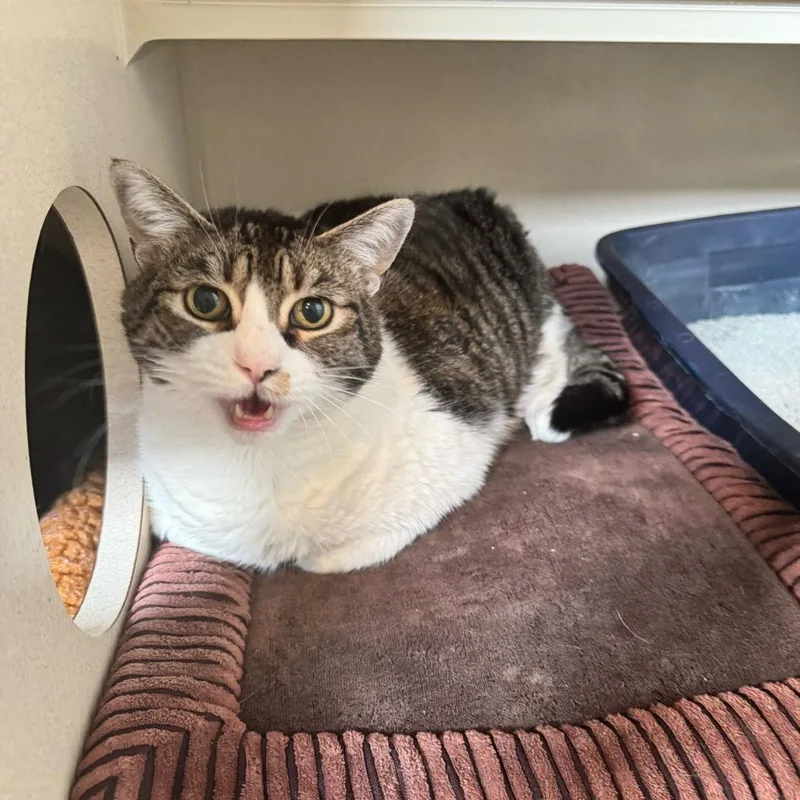 A senior extra large-sized female White Domestic Short Hair cat named Valentine for adoption in Louisville, KY