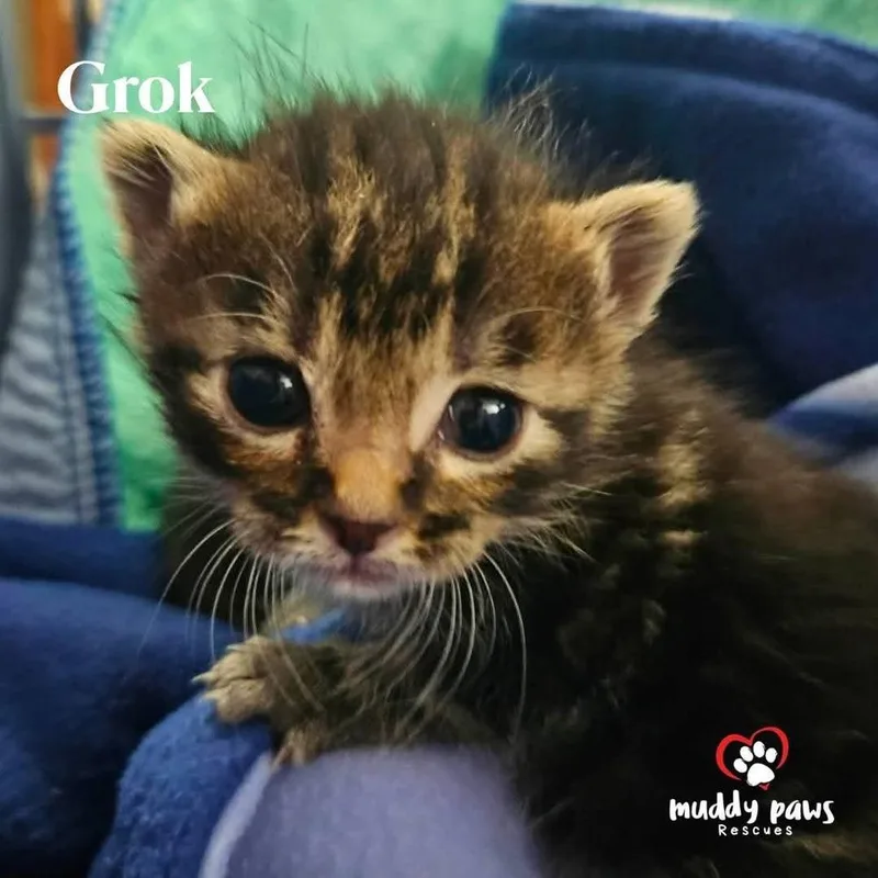 Ai Litter: Grok