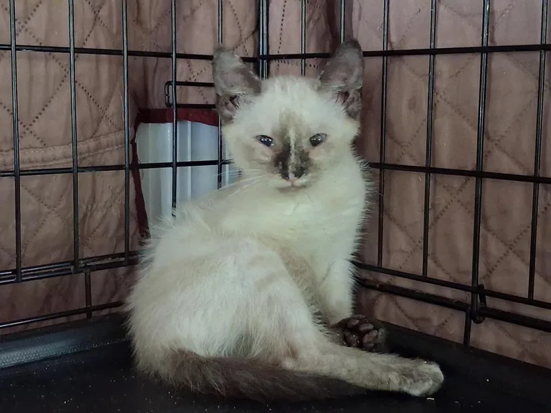 A baby small-sized female Domestic Short Hair cat named Elinor for adoption in Greensboro, NC
