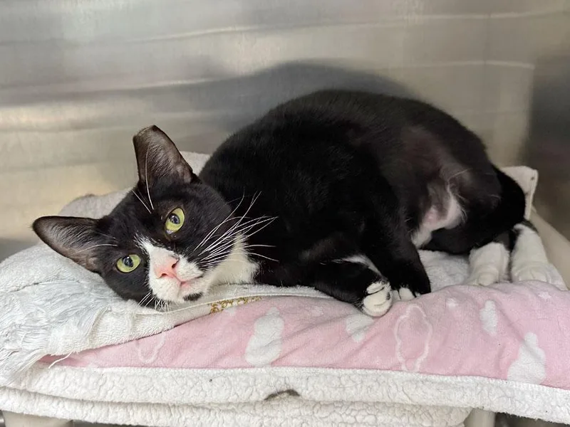 An adult large-sized female Black & White / Tuxedo Domestic Short Hair cat named Julie for adoption in East Falmouth, MA