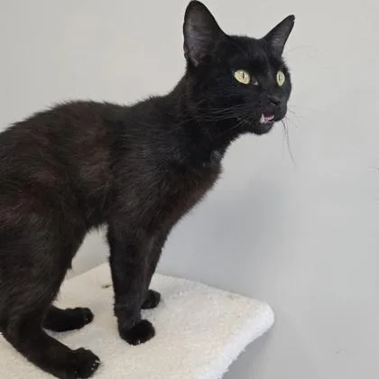 An adult small-sized male Domestic Short Hair cat named Zack for adoption in Janesville, WI