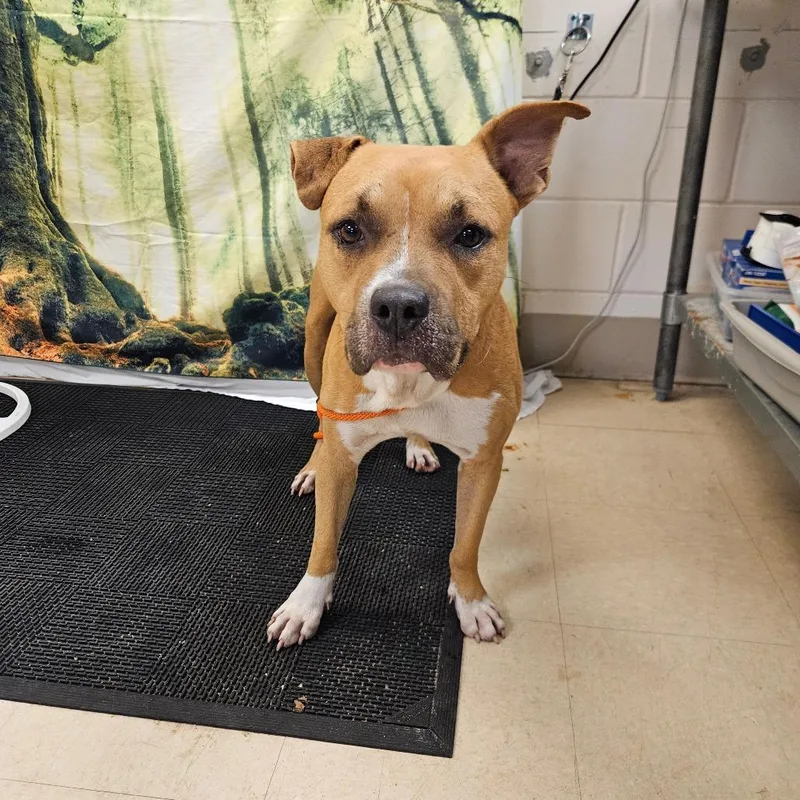 An adult medium-sized male Apricot / Beige Mixed Breed dog named Oakley for adoption in Lake Panasoffkee, FL