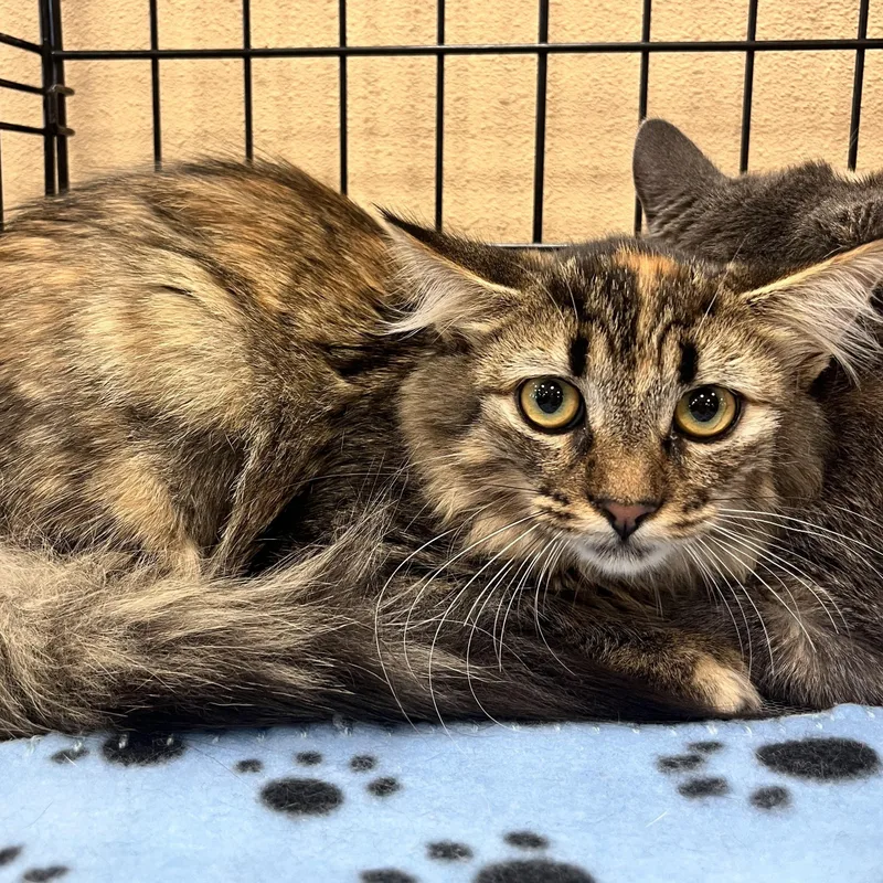 A young medium-sized female Tabby (Buff / Tan / Fawn) Domestic Long Hair cat named Khalisi for adoption in Santa Ana, CA