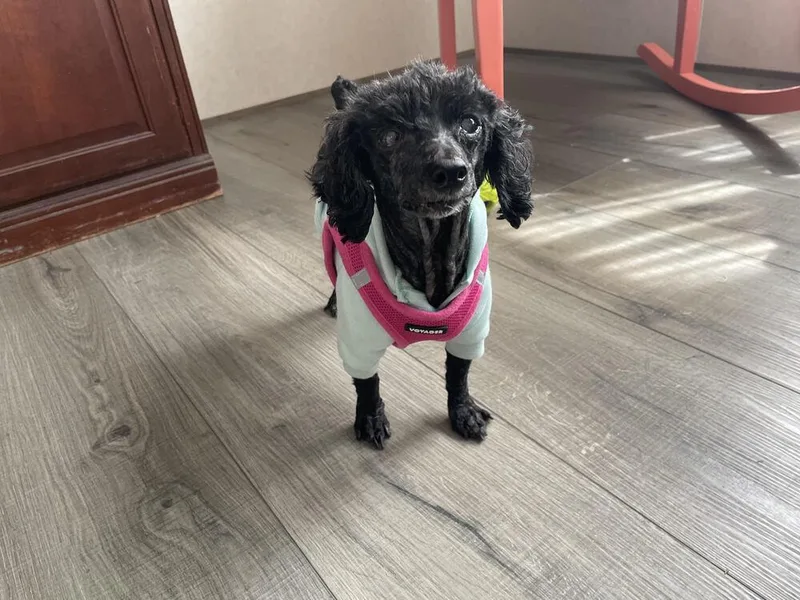Poppy