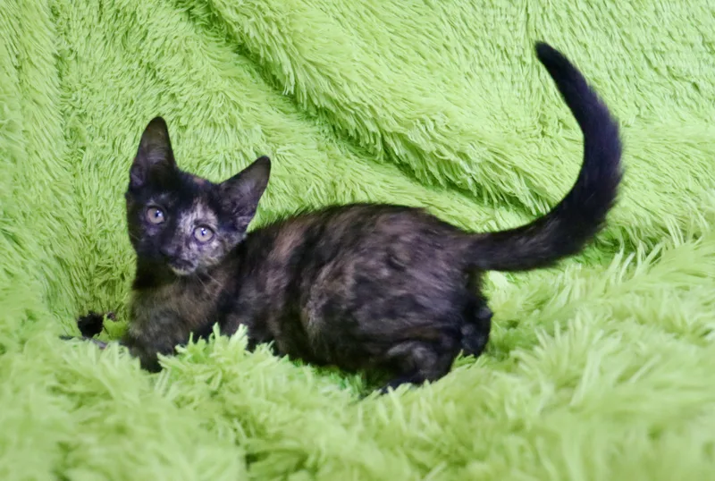 A baby medium-sized female Tortoiseshell cat named Juicy Fruit for adoption in Saint Augustine, FL
