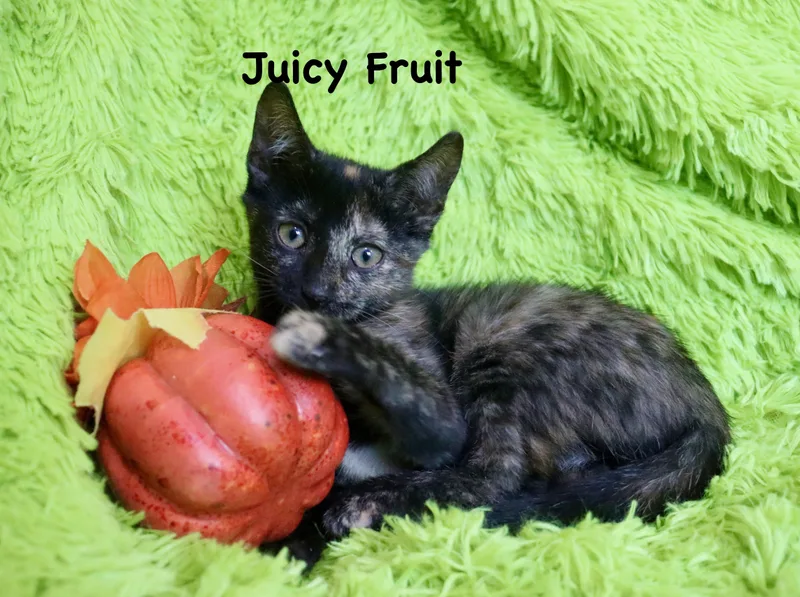 Juicy Fruit thumbnail 4