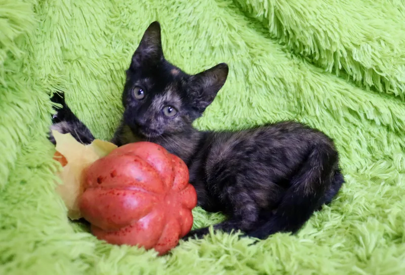 Juicy Fruit thumbnail 5