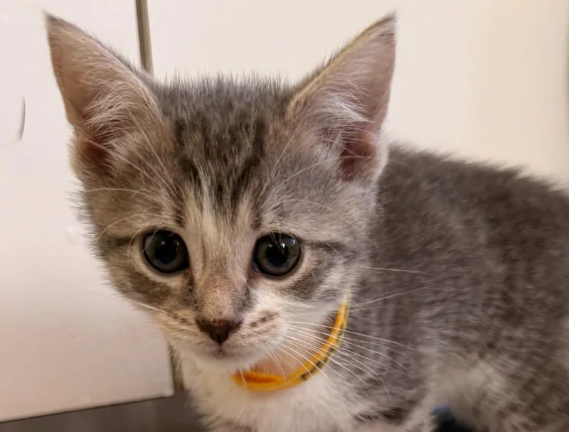 A baby medium-sized female Domestic Short Hair cat named Marcia for adoption in Pomona, NY