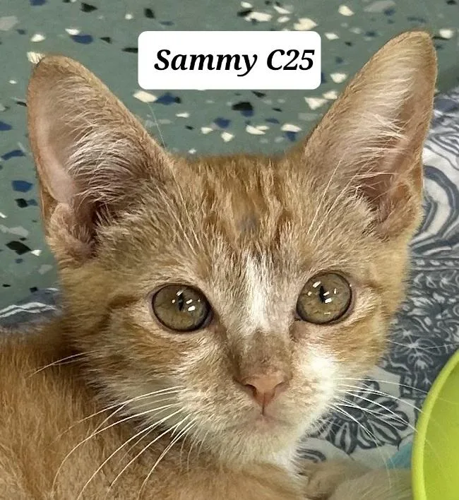 A baby medium-sized male Orange / Red Domestic Short Hair cat named Sammy for adoption in Morganton, NC
