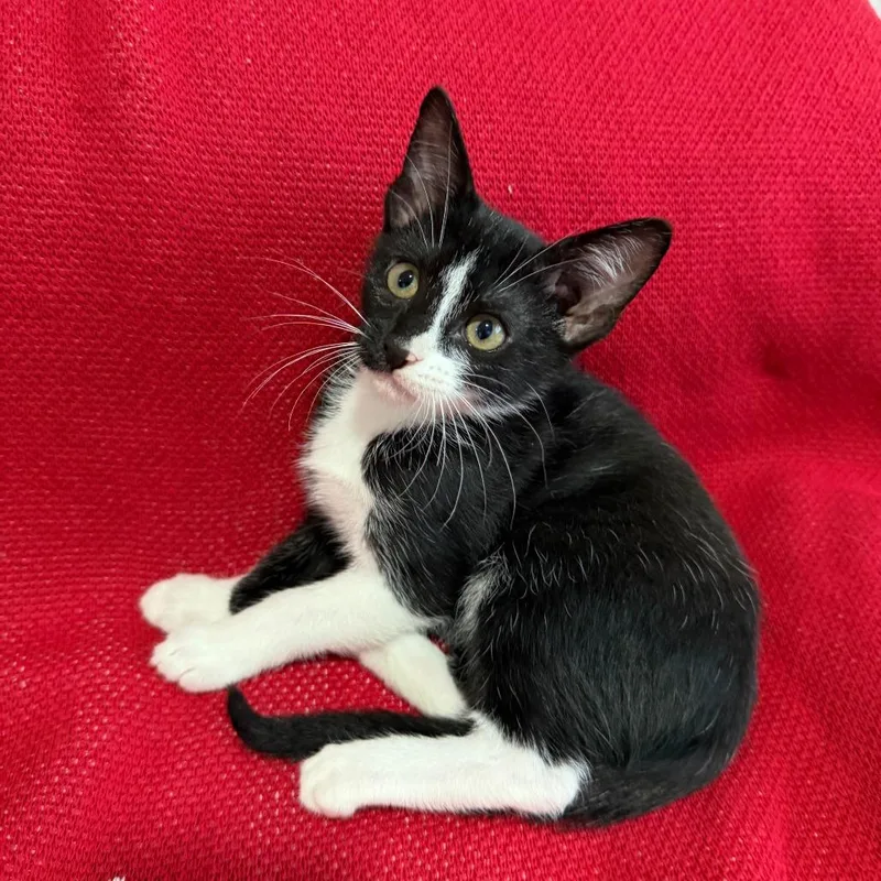 A baby small-sized female Black Domestic Short Hair cat named Olivia for adoption in Houston, TX