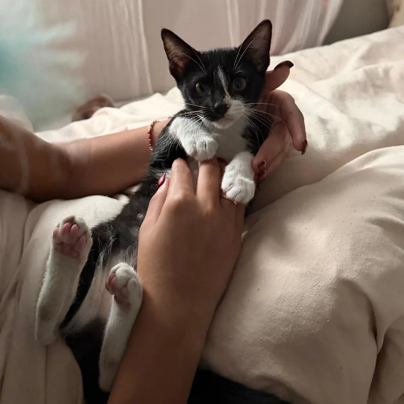 Olivia thumbnail 3