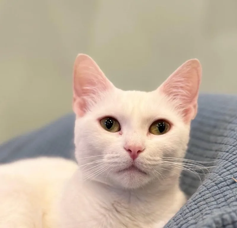 A young medium-sized female Domestic Short Hair cat named Pearl for adoption in Brooklyn, NY