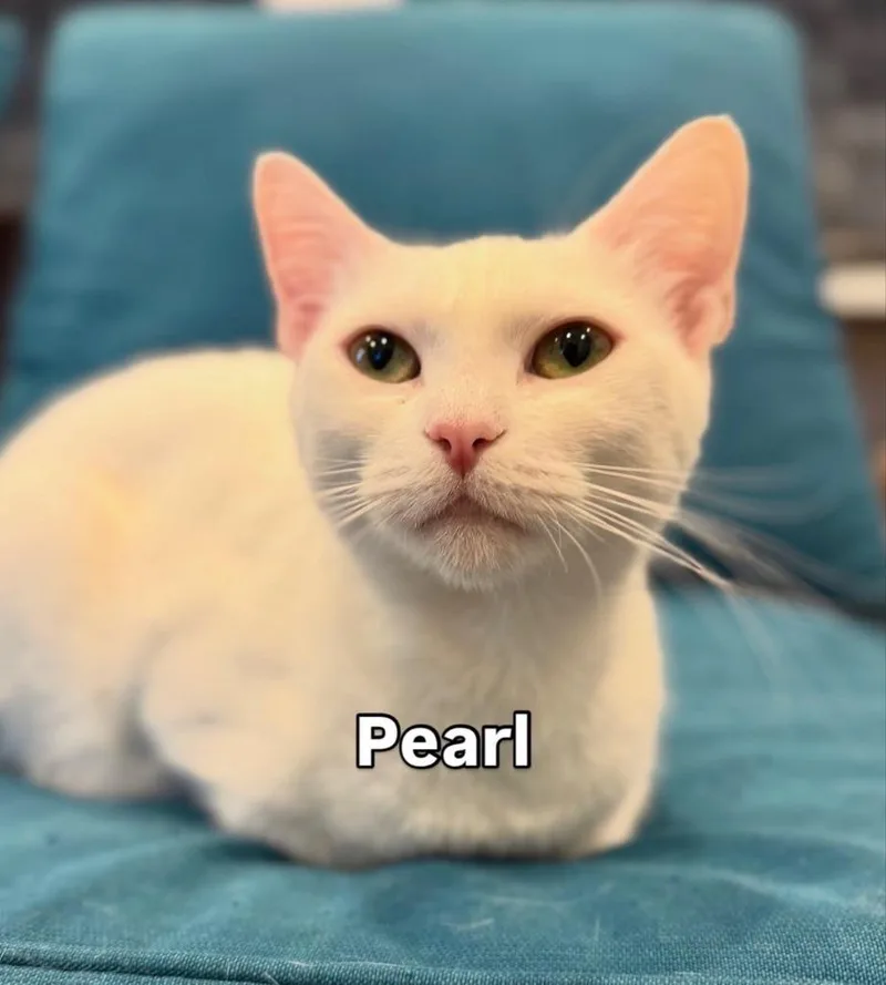 Pearl thumbnail 3
