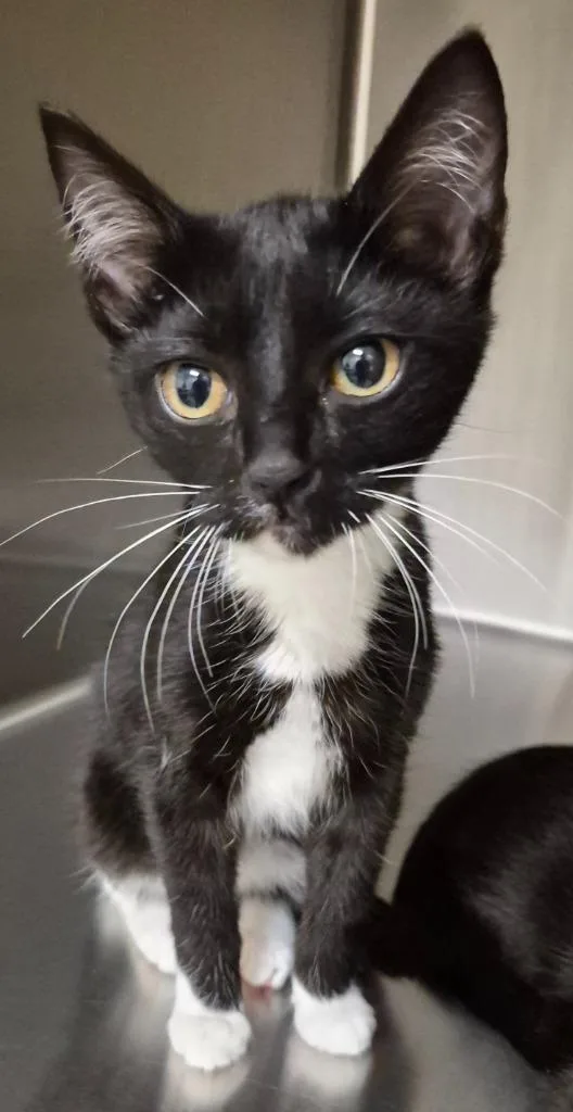 A baby medium-sized female Domestic Short Hair cat named Vada for adoption in Christiansburg, VA