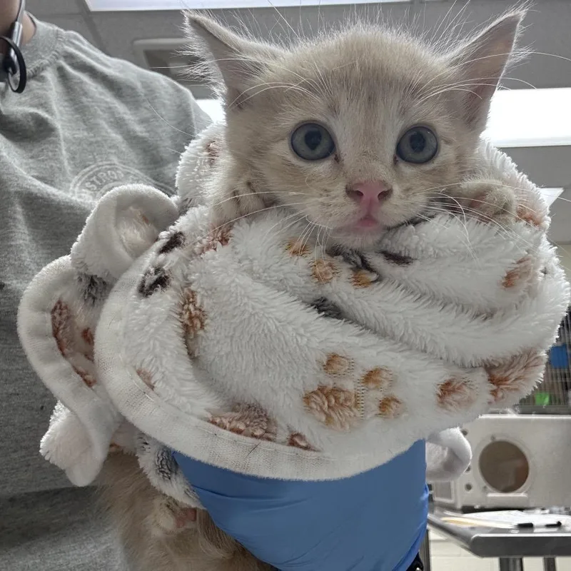 A baby small-sized male Buff / Tan / Fawn Domestic Short Hair cat named Tabasco for adoption in Bastrop, TX