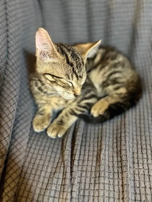 A baby small-sized female Tabby cat named Lainey for adoption in San Antonio, TX