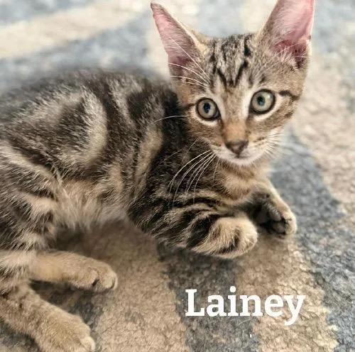 Lainey thumbnail 5