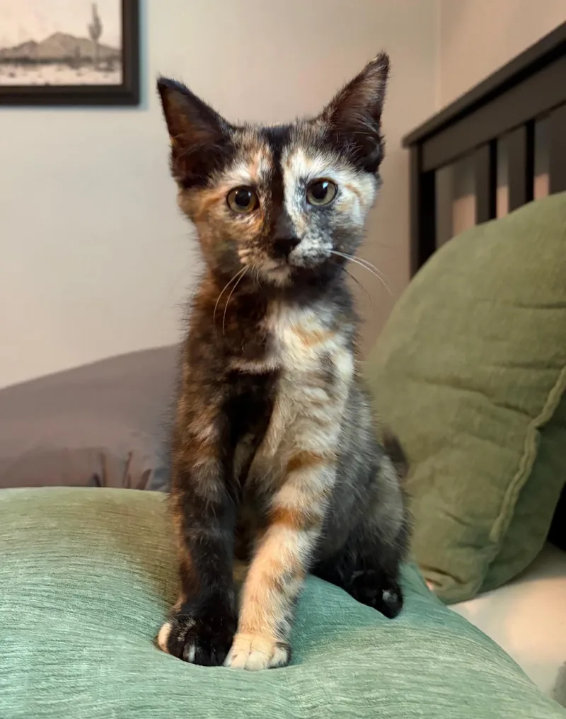 A baby medium-sized female Tortoiseshell cat named Cinder for adoption in Greensburg, PA