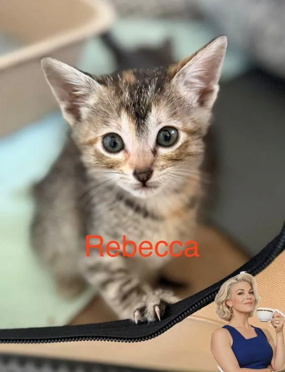 A baby medium-sized female Torbie American Shorthair cat named Rebecca for adoption in Richardson, TX