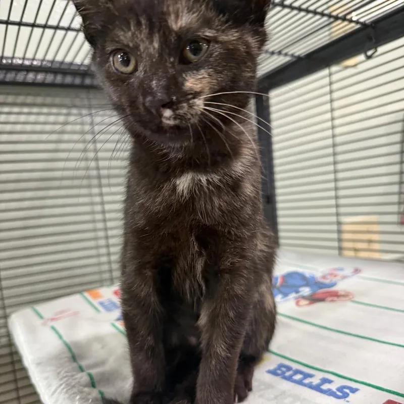 A baby small-sized female Torbie Domestic Short Hair cat named Reba for adoption in Waldorf, MD