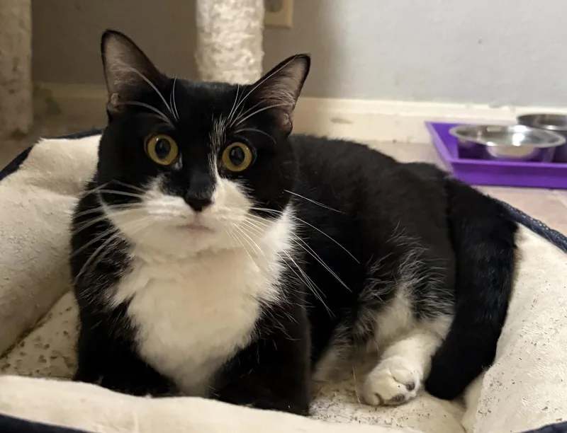 An adult large-sized female Black & White / Tuxedo Domestic Short Hair cat named Pickles for adoption in Kansas City, MO