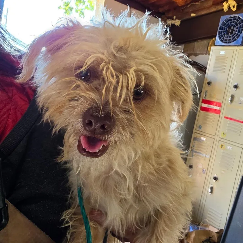 A young small-sized male Mixed Breed dog named Nutmeg for adoption in Leander, TX