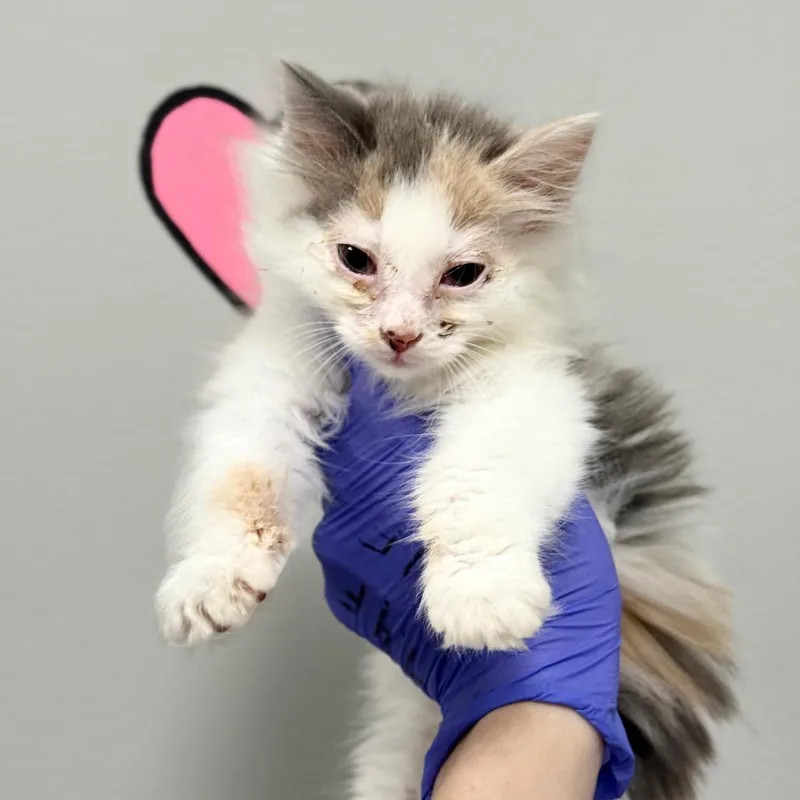 A baby small-sized female Buff / Tan / Fawn Domestic Long Hair cat named Boop for adoption in Spring Hill, KS