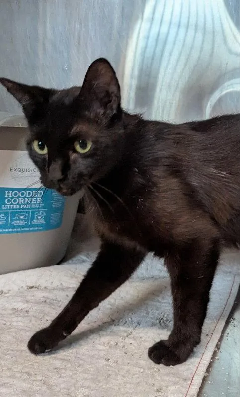 An adult medium-sized female Black Domestic Short Hair cat named Junie B. Jones for adoption in Ocala, FL