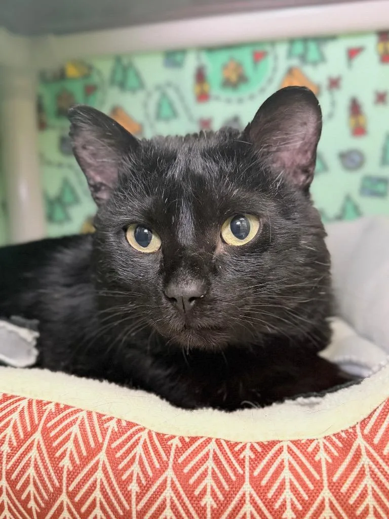 An adult medium-sized male Domestic Short Hair cat named Wilson for adoption in Menomonie, WI