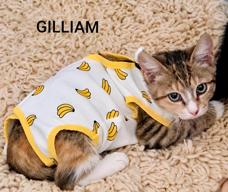 A baby medium-sized female Tabby (Brown / Chocolate) Domestic Short Hair cat named Gilliam for adoption in Hawthorne, CA