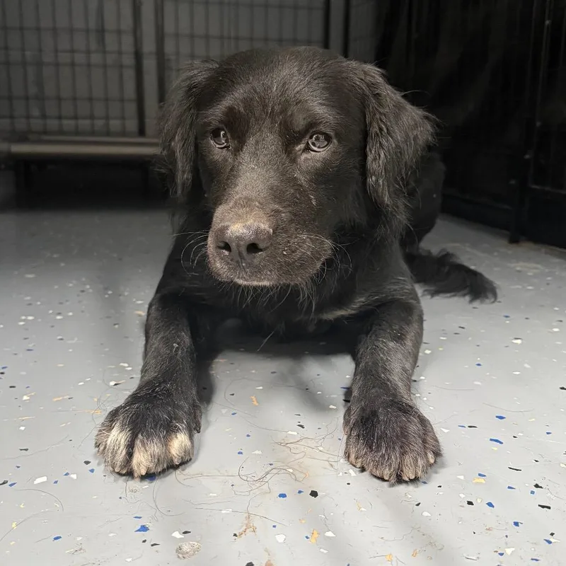 An adult medium-sized female Black Retriever dog named TUSCStray for adoption in Tuscaloosa, AL