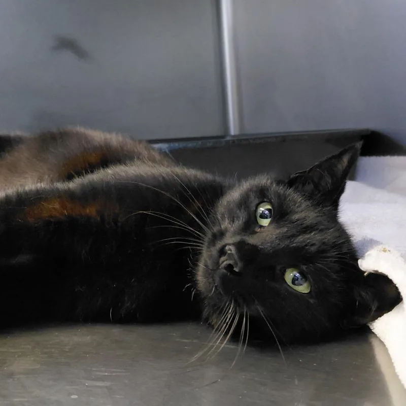 A young medium-sized female Black Domestic Short Hair cat named Tiana for adoption in Gloucester, VA