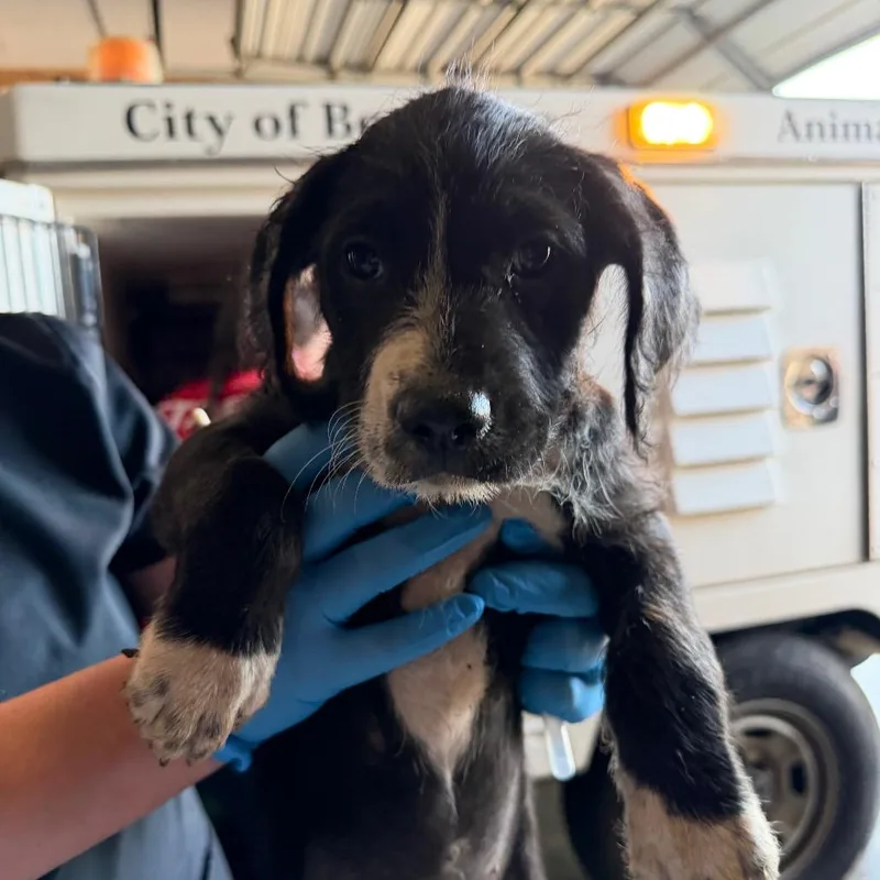 A baby small-sized female Black Pit Bull Terrier dog named Poppy for adoption in Birmingham, AL