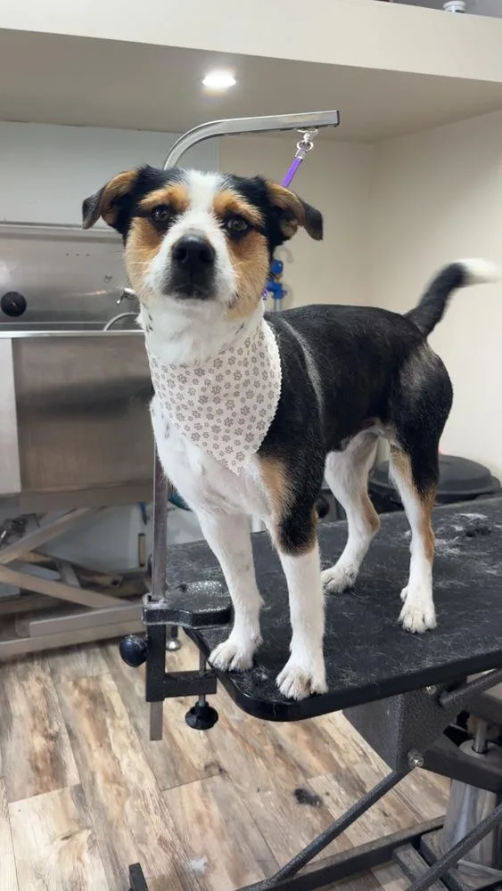 An adult medium-sized male Mixed Breed dog named Max for adoption in Frankfort, NY