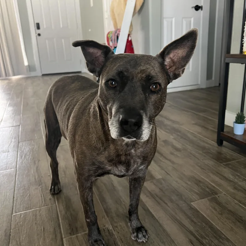 A senior medium-sized female Brindle Terrier dog named Ramona for adoption in Mico, TX