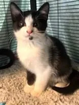 A baby medium-sized male Black & White / Tuxedo Domestic Short Hair cat named Swiper for adoption in Battle Creek, MI