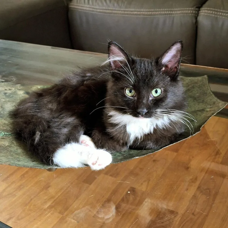 Tippy Cutie thumbnail 2