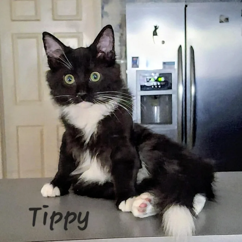 Tippy Cutie