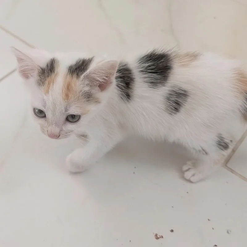A baby small-sized female White Domestic Short Hair cat named Madras in Frederick for adoption in Alexandria, VA