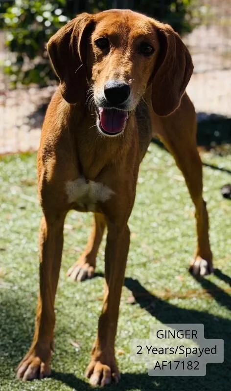 An adult medium-sized female Brown / Chocolate Treeing Walker Coonhound dog named Ginger for adoption in Supply, NC