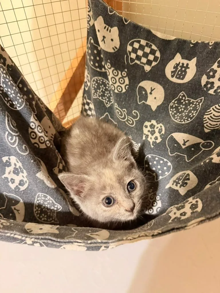 A baby medium-sized female Dilute Tortoiseshell Domestic Short Hair cat named Pecan for adoption in Richmond, KY