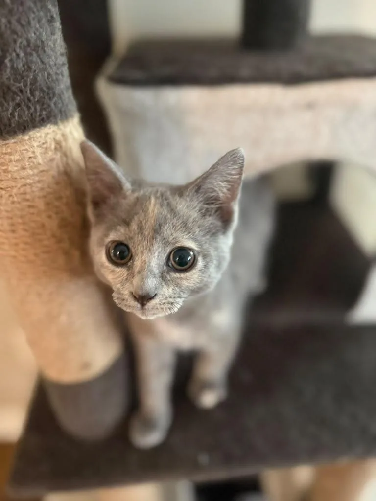 Pecan thumbnail 3