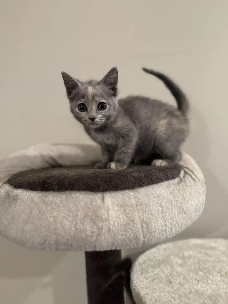 Pecan thumbnail 6
