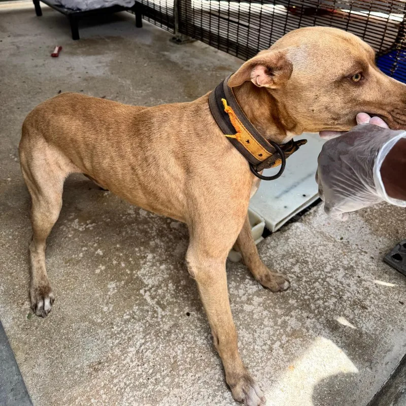 An adult medium-sized male Labrador Retriever dog named Jett HW+ for adoption in Northbrook, IL