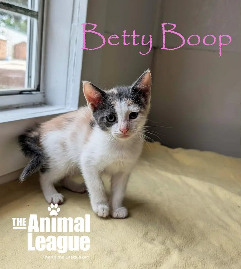A baby medium-sized female Dilute Calico Domestic Short Hair cat named Betty Boop for adoption in Groveland, FL