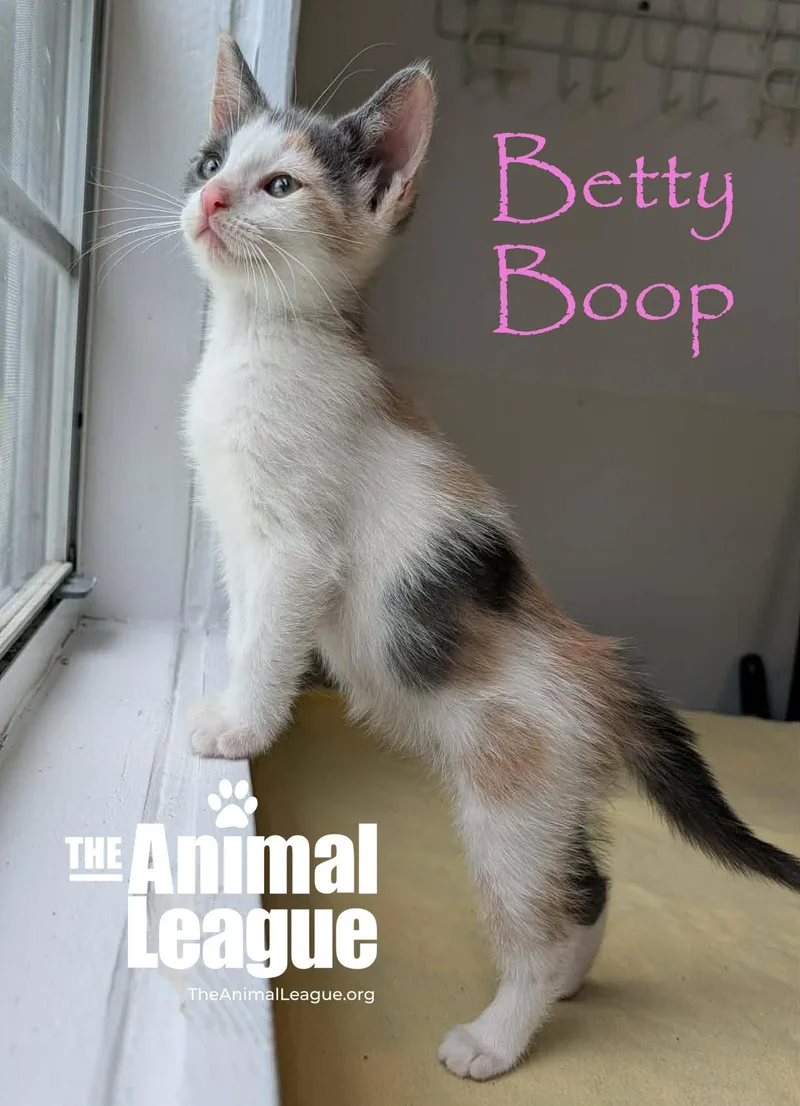 Betty Boop thumbnail 4