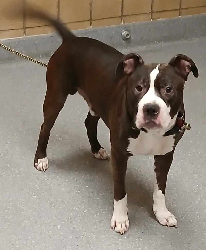 An adult large-sized male Pit Bull Terrier dog named Brody for adoption in Greenfield, IN