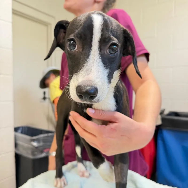 A baby small-sized female Mixed Breed dog named Artemisa for adoption in Englewood, FL
