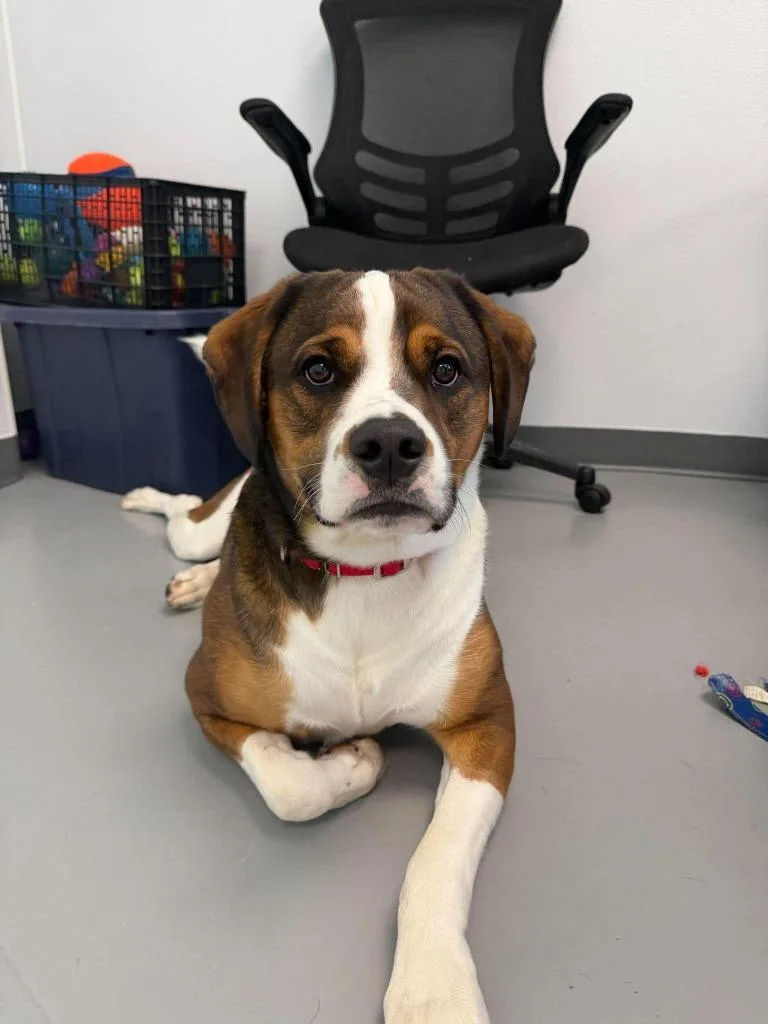 A young medium-sized male Mixed Breed dog named Max for adoption in Raleigh, NC